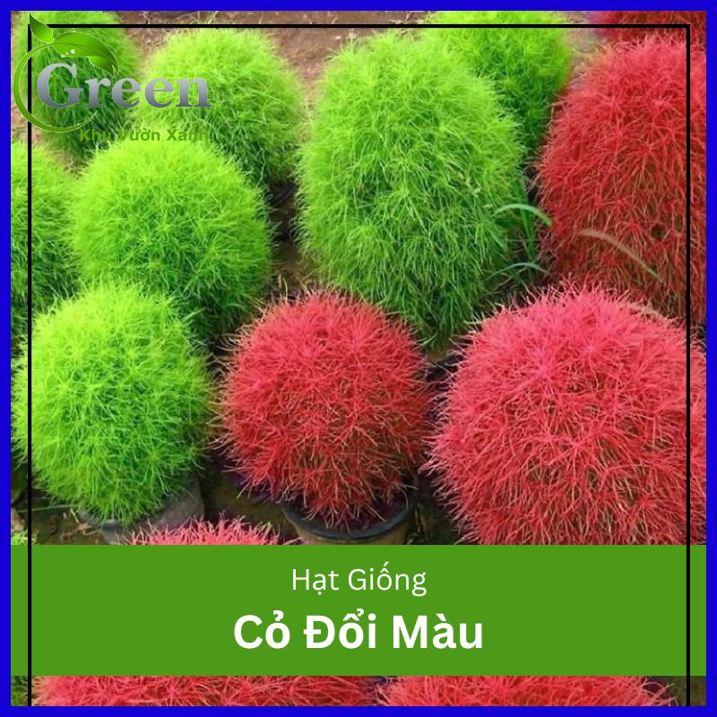 Hạt Giống Cỏ Đổi Màu Nhật Bản