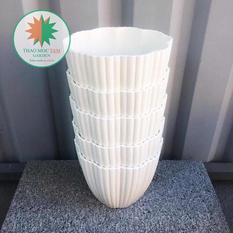 5 Chậu Hoa Mai 15x13cm – Chậu nhựa trắng dày đẹp, trồng cây trồng hoa trang trí