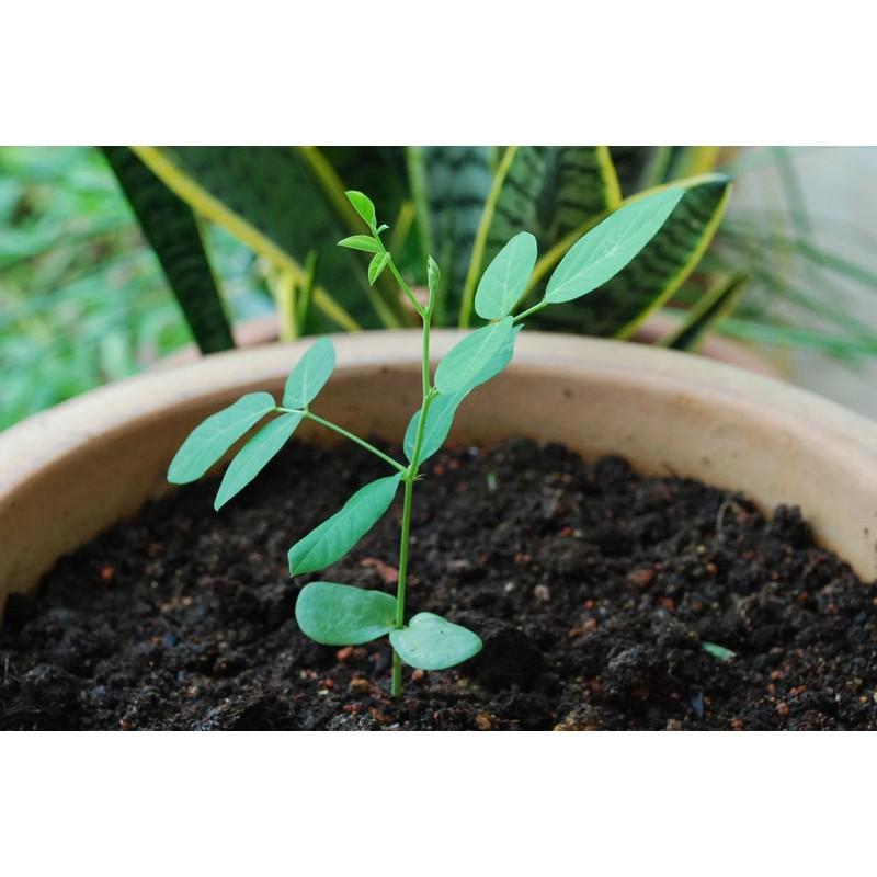 Hạt giống hoa đậu biếc 20 hạt