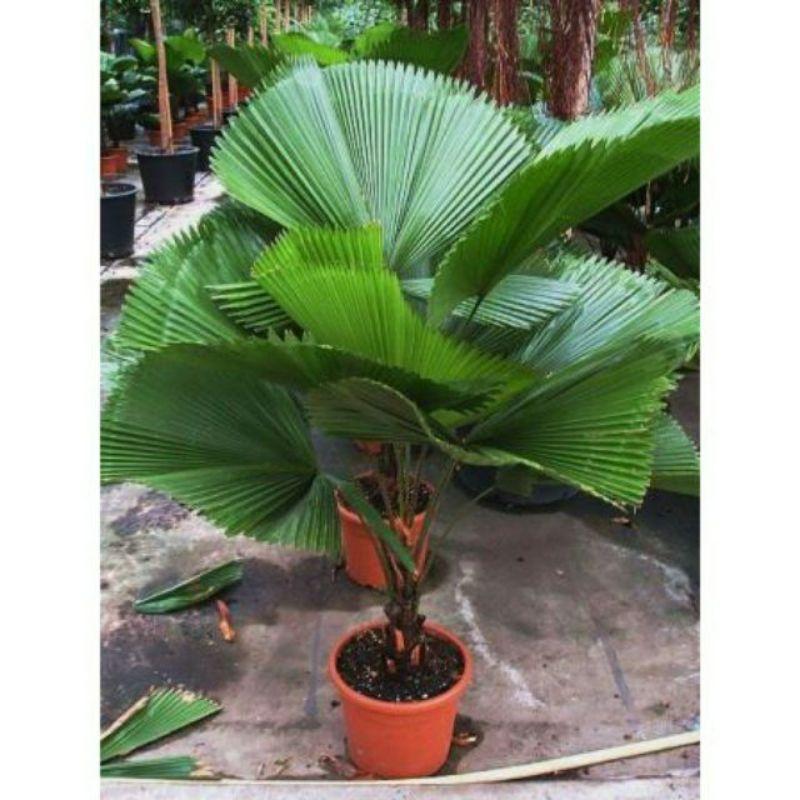 Cây Cọ Nhật Loại Lớn