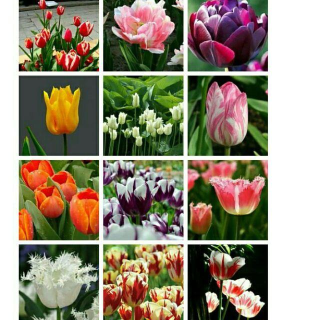 Combo 5 củ giống hoa tulip-củ giống - CTL