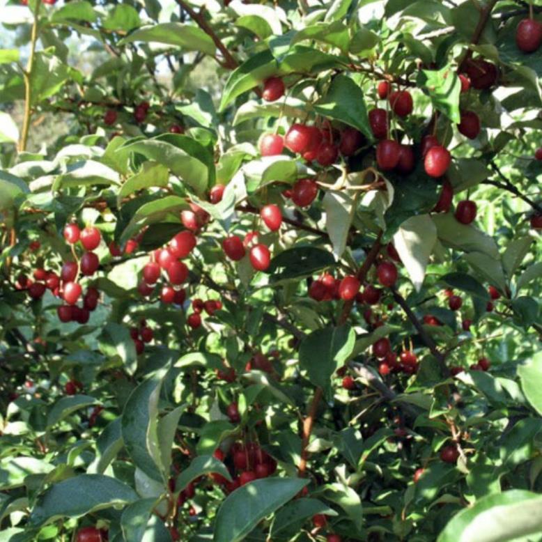GIỐNG CÂY NHÓT NGỌT