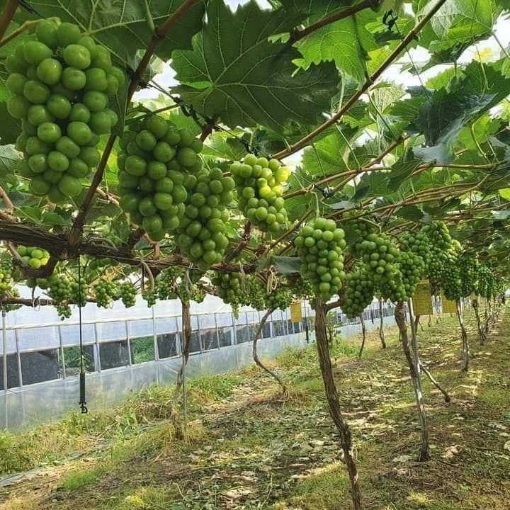 CÂY GIỐNG NHO SỮA