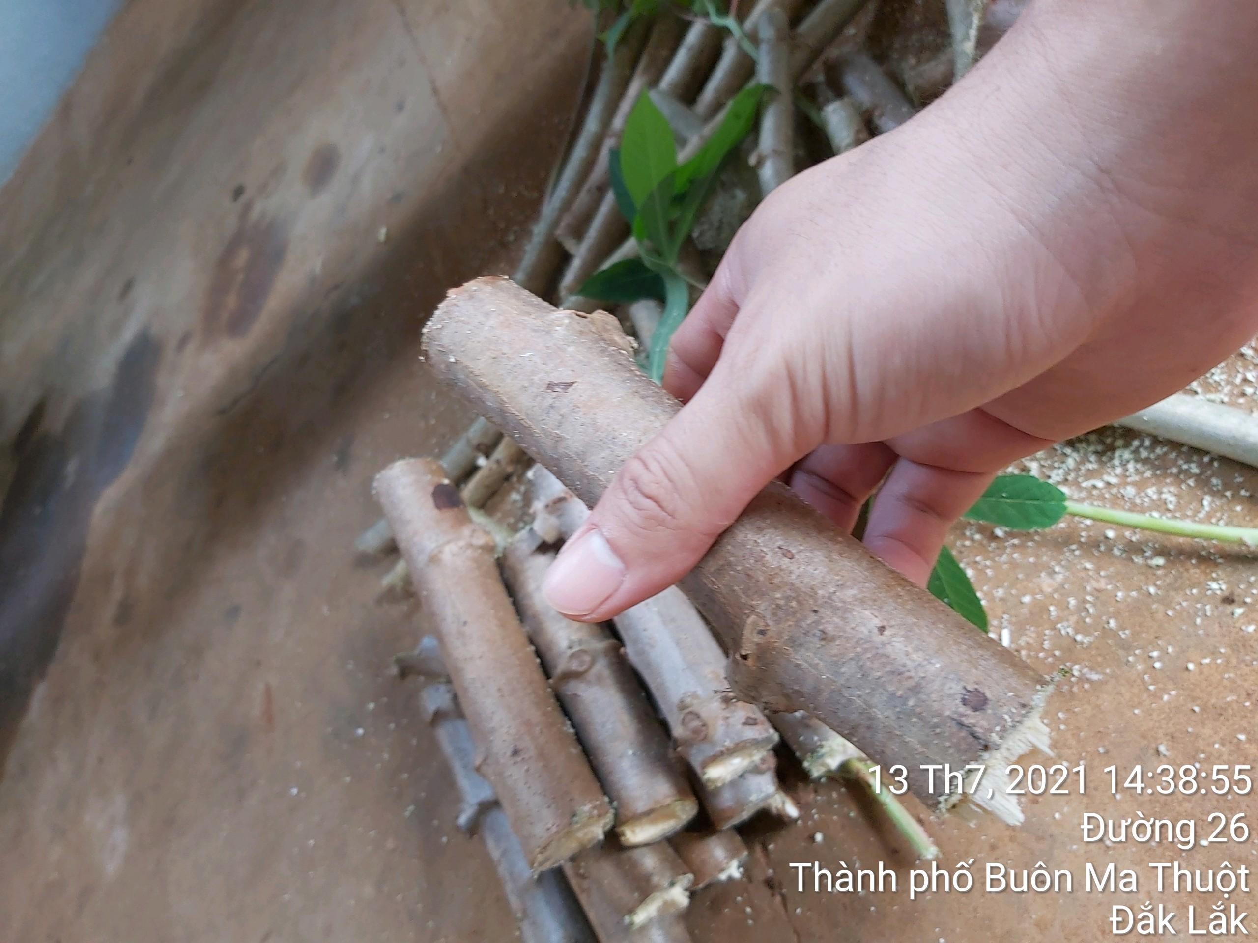 500 GRAM Hom giống Khoai Sắn ruột Vàng dẻo Thái Lan .