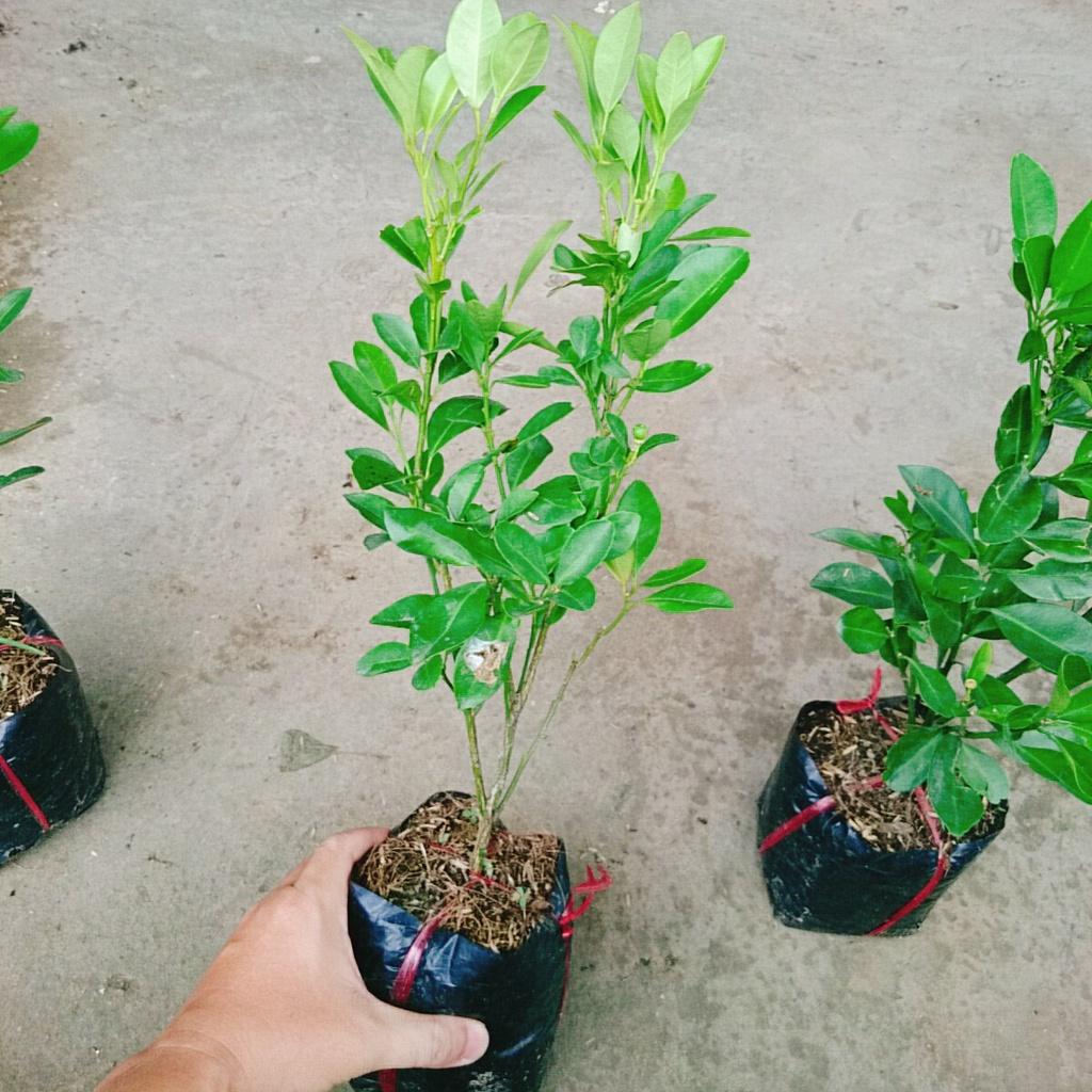 Cây tắc chua - cây đang cho trái + tặng phân bón