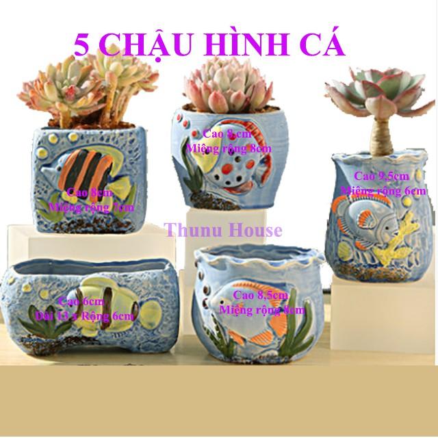 5 Chậu hình cá mini