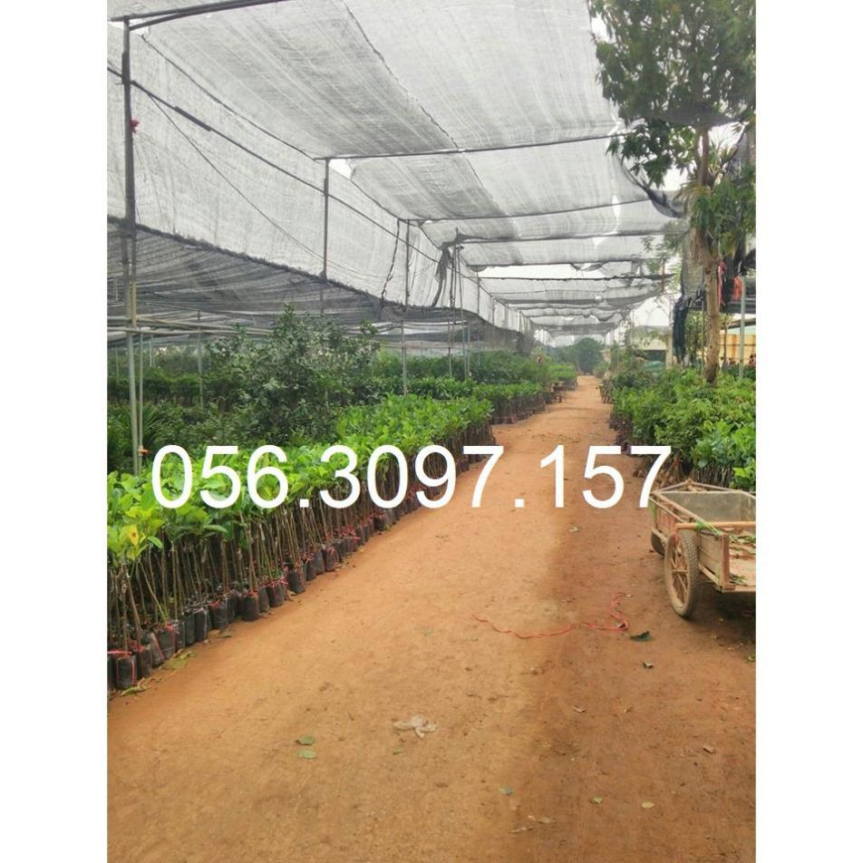 Cây Cóc Thái Lan Lùn - ĐHNN1 + Tặng 01 cây dâu da đất ( bòn bon)