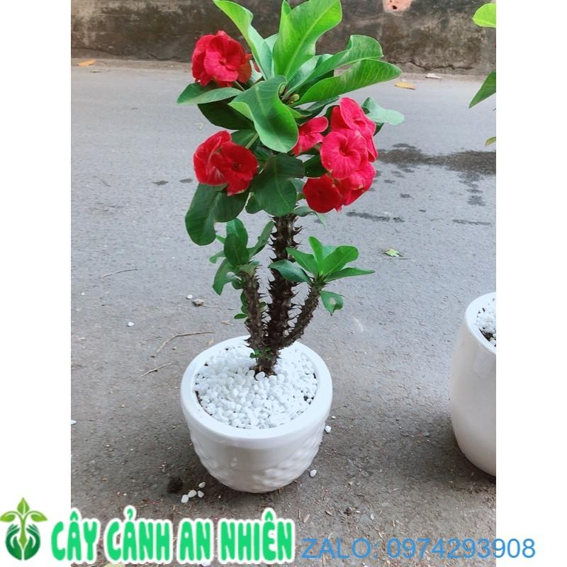 Chậu Xương Rồng Bát Tiên