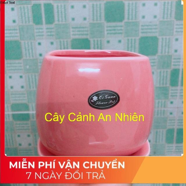 Chậu Trồng Cây
