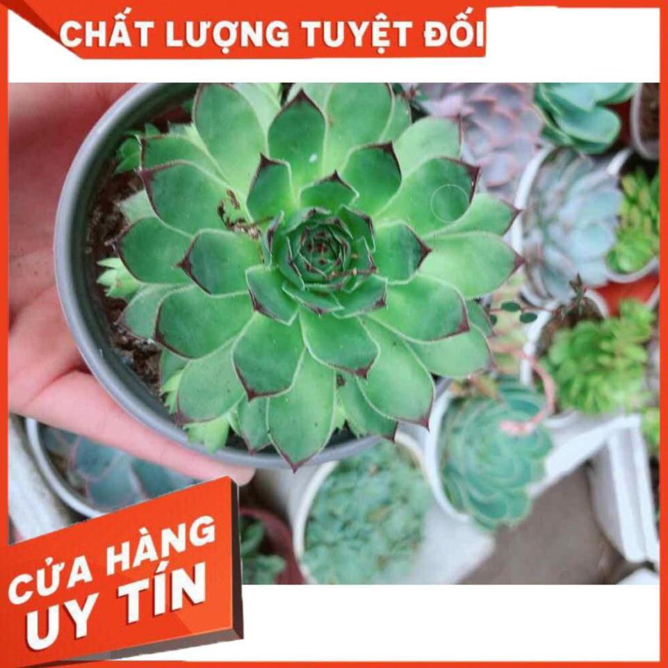 Sen đá phật bà kèm chậu sứ trắng Nhiều Người Mua