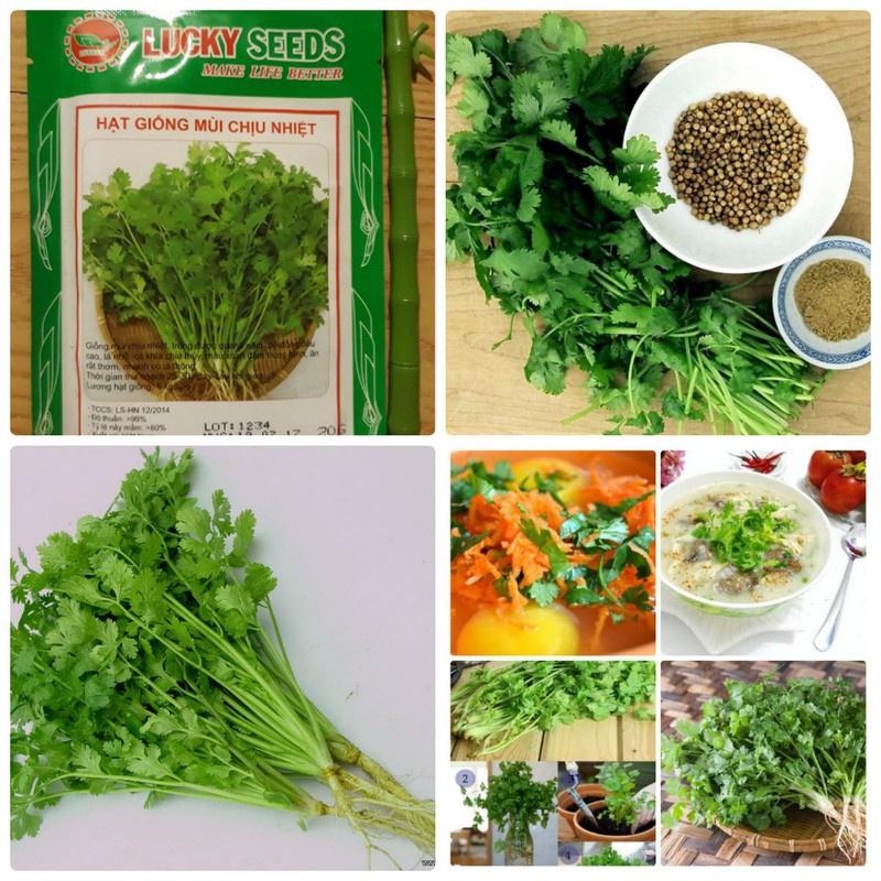 Hạt Giống Ngò Bạc Liêu  - Gói 1Kg