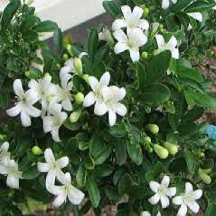 CÂY GIỐNG NGUYỆT QUẾ - CÂY NHỎ