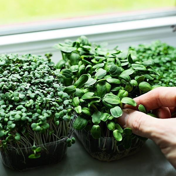 Hạt giống Rau Mầm Bông Cải Xanh - RẤT DỄ TRỒNG