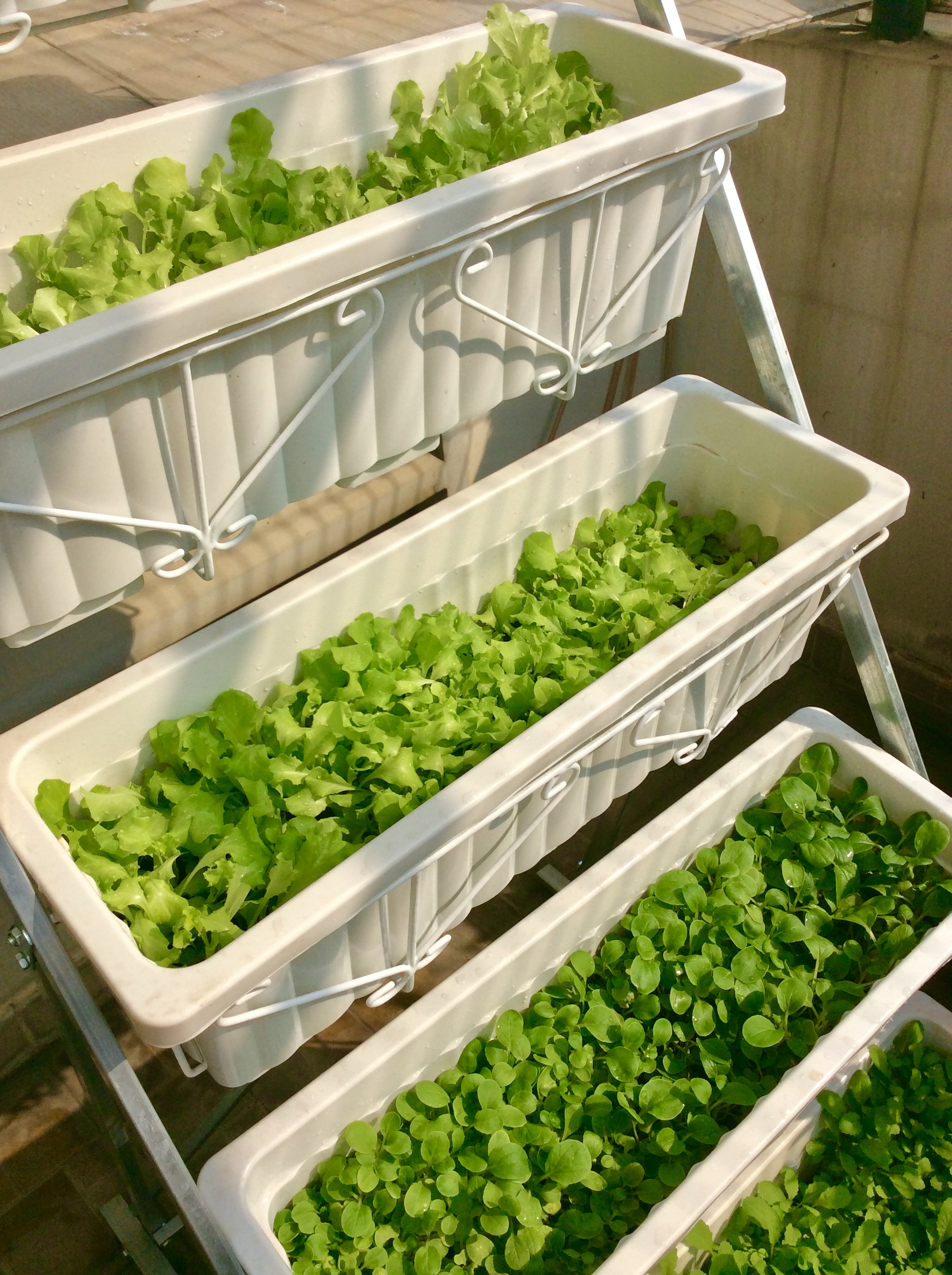 1L Phân Hữu Cơ Đạm Cá Tôm giàu Kali pha ra 400L Bón Cây Ăn Trái, Rau & Hoa Cảnh