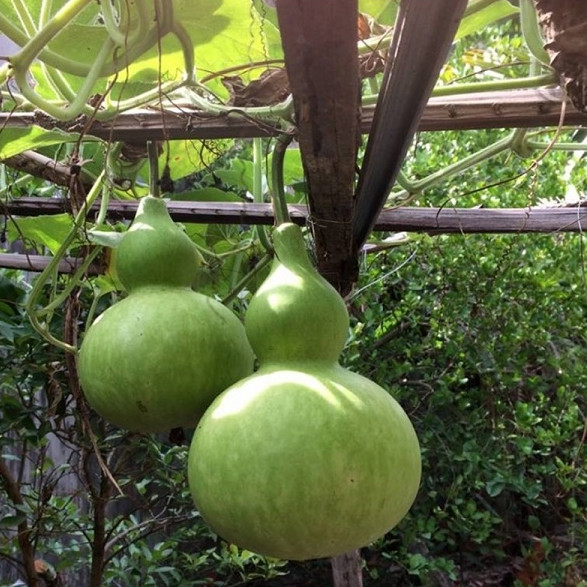 Hạt giống Bầu Hồ Lô - Nông Sản Vàng