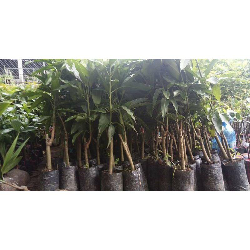 Cây giống xoài cát hòa lộc