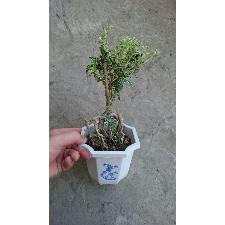 Bạch Tuyết Mai - Cây cảnh Bonsai để bàn + Tặng phân bón cho cây