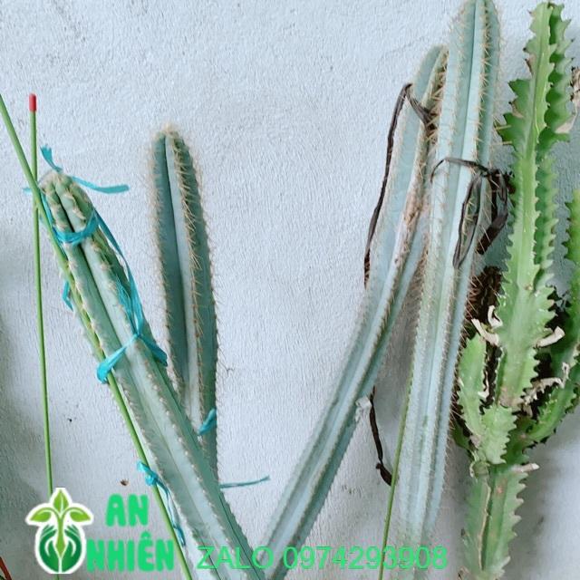 Xương Rồng Lớn 60-90cm