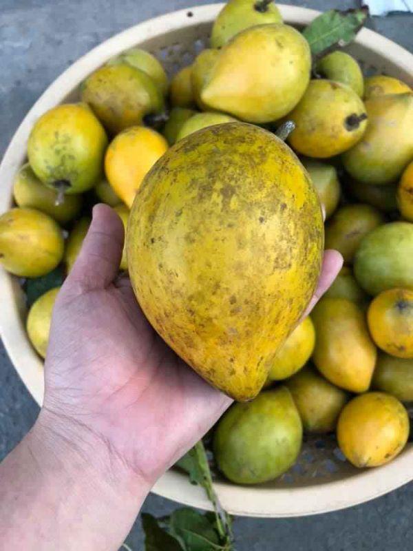 Cây lêkima thái .. 8 tháng cây cho trái