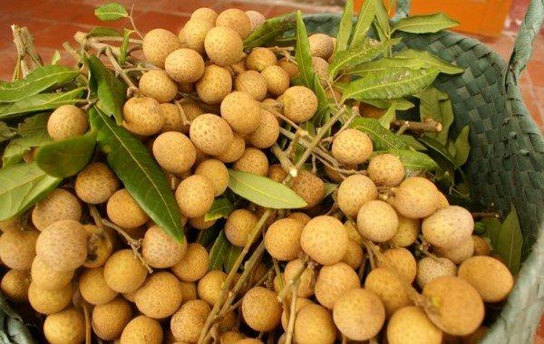 Cây giống Nhãn Xuồng Cơm Vàng giống nhãn ghép ngon nổi tiếng