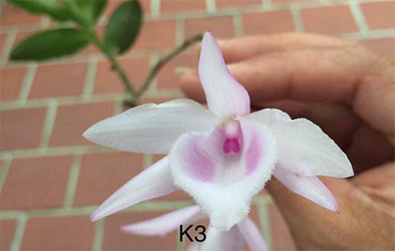 Phi điệp đột biến HỒNG K3 chuẩn giống cam kết chất lượng
