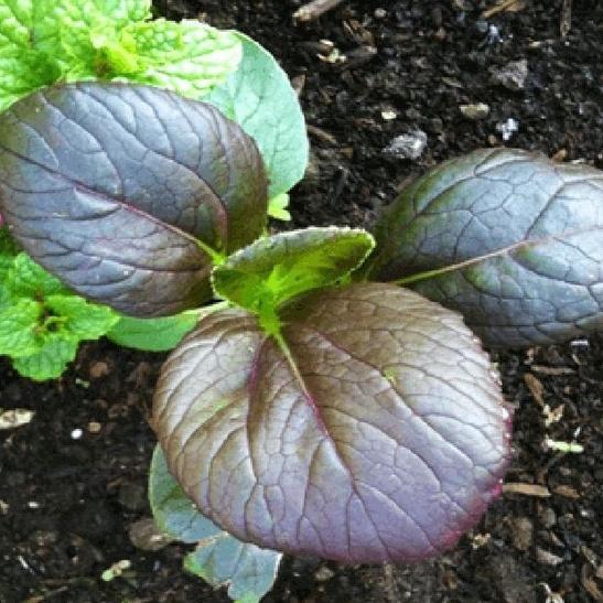 Hạt giống rau cải chíp đỏ dể trồng- gói 2 gram/tặng kèm gói phân bón lót