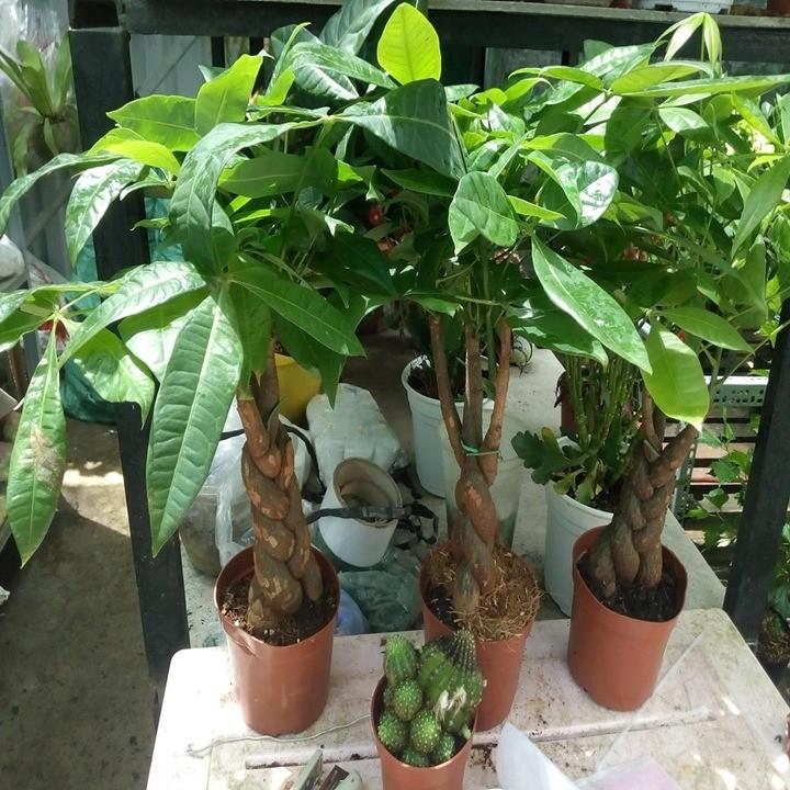 Cây kim ngân bính 3 cây đẹp chuẩn giống