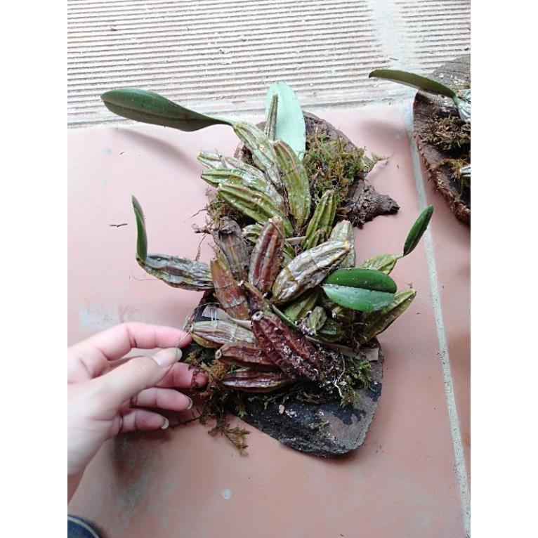 Hoa phong lan vảy rồng