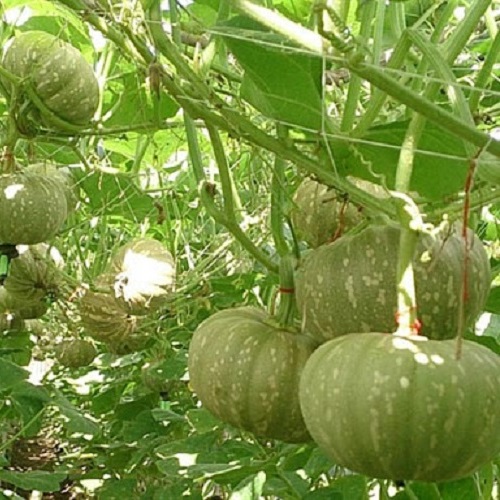 Hạt giống bí đỏ sáp giống khỏe năng suất cao VTP11