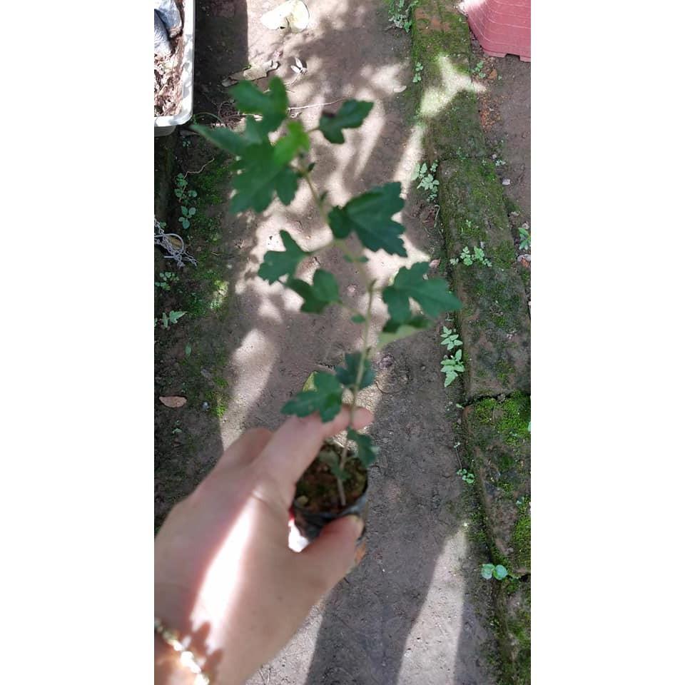 Cây giống táo mèo đặc sản cao 50cm