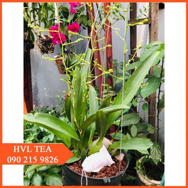 100 Túi Đựng Phân Tan Chậm Bón Gốc