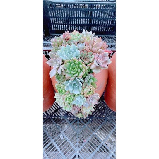 Chậu Sen Đá Tiểu Cảnh