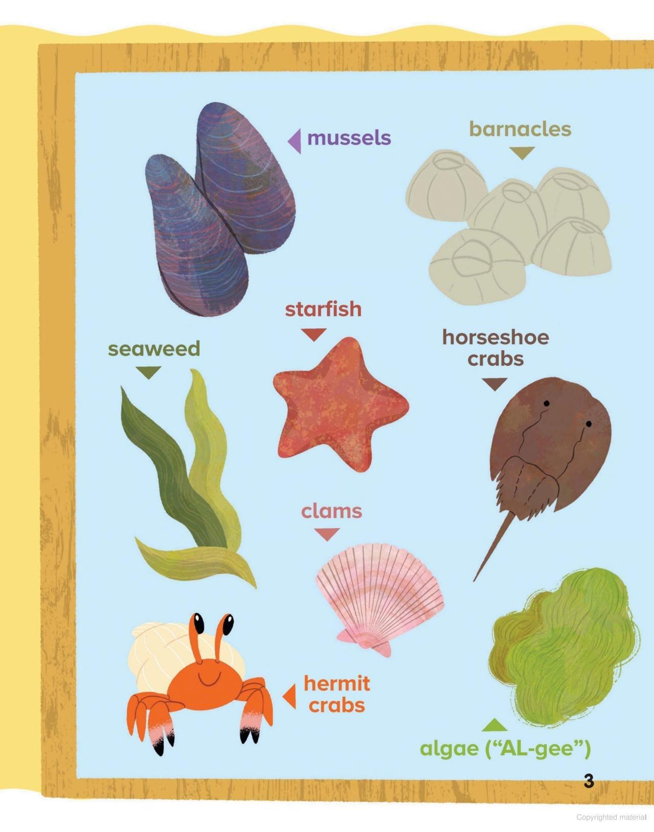 Sách ngoại văn: Mermaid Days - Book 2 - The Sea Monster