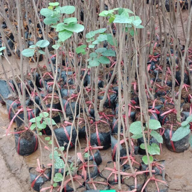 Cây hoa hạnh phúc