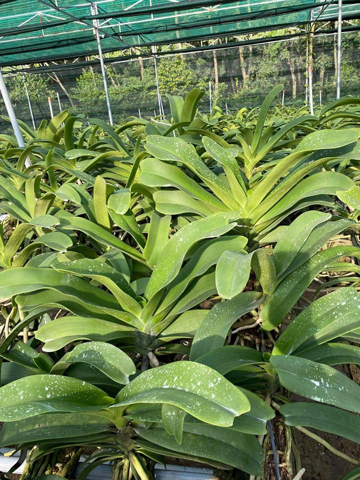 Hoa phong lan- com bo đai châu- ngọc điểm năm 2 cây cực đẹp
