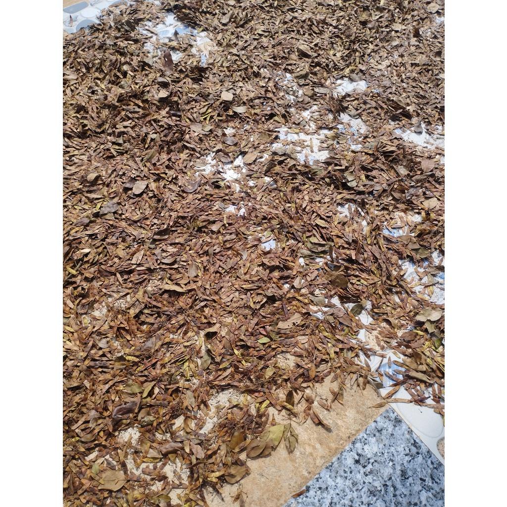500 gram quả Trắc Đỏ giống