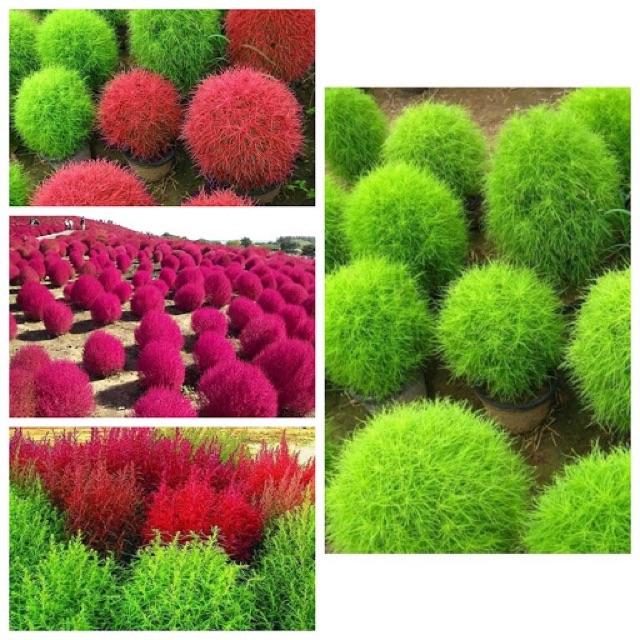 Hạt giống cỏ đổi màu- Vườn Xanh