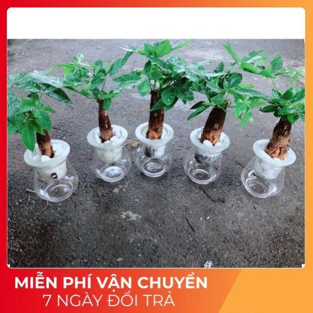 Chậu Kim Ngân 1 Thân Trồng Thuỷ Sinh