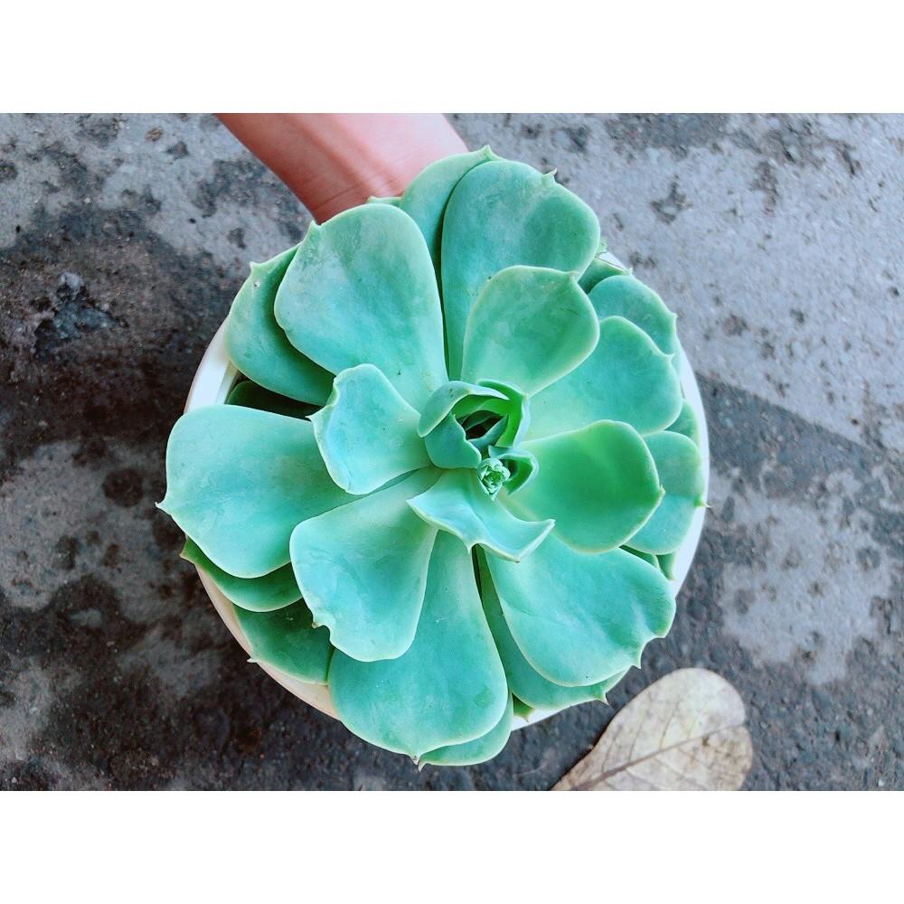 Chậu Sen Đá Xanh Đất Lớn