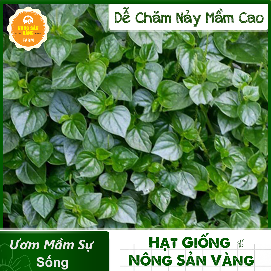 Hạt giống Rau Tiêu Tỉ Lệ Nảy Mầm Cao, Sinh Trưởng Và Phát Triển Khỏe, Năng Suất Cao - Nông Sản Vàng