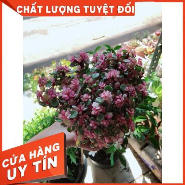 Cây đô la hồng giống mới