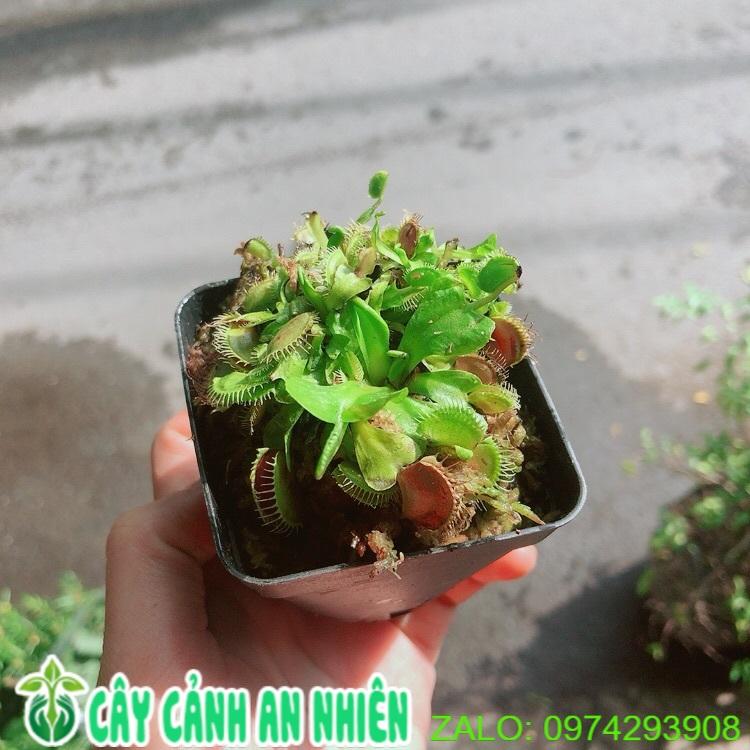 Cây Bẫy Kẹp Bắt Mồi