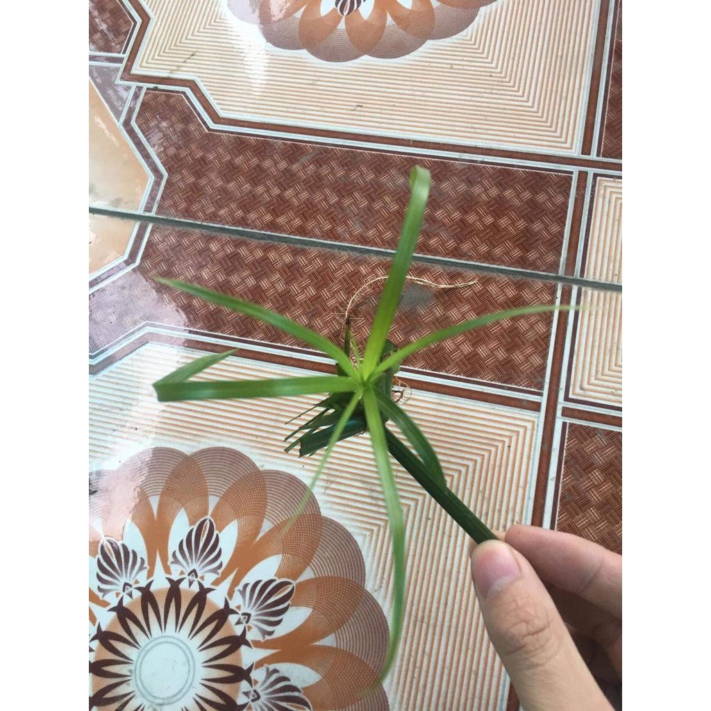 Cây thuỷ trúc thuỷ sinh 1 nhánh có dễ dài