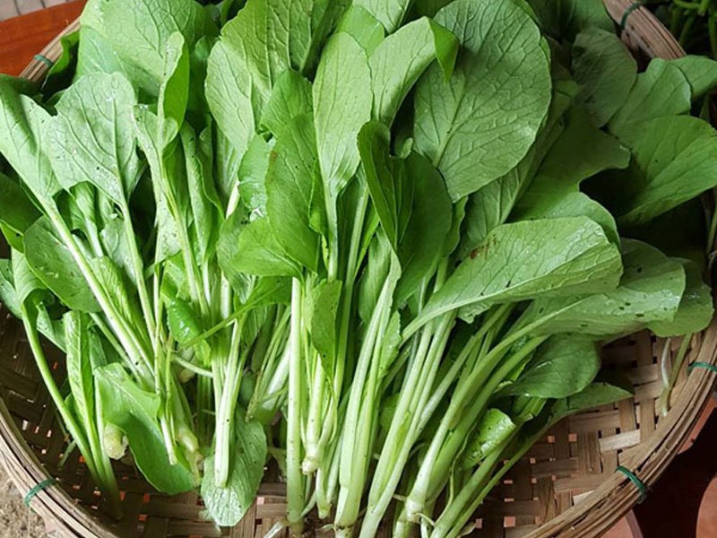Hạt giống Cải Ngọt, Nảy Mầm Cao, Sinh Trưởng Và Phát Triển Khỏe, Kháng Bệnh Cao - Nông Sản Vàng