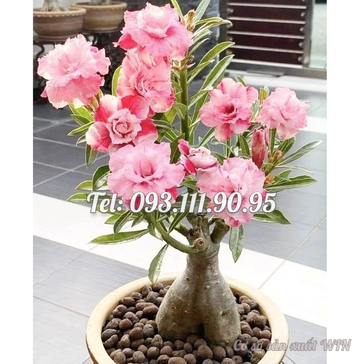 Hạt giống hoa sứ kép Thái Lan màu hồng phấn - Bịch 10 hạt – Mã số 1759
