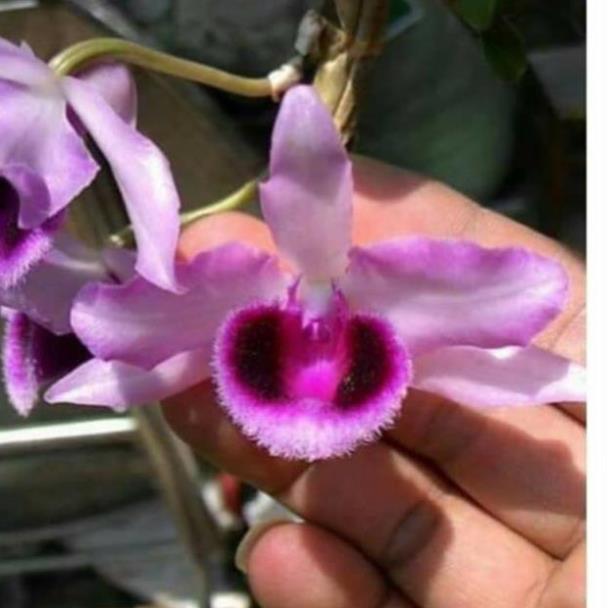 Phong lan giả hạc phi điệp ki mập khỏe ấm chậu