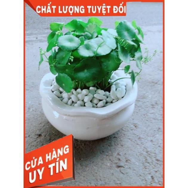 Chậu Cỏ Đồng Tiền