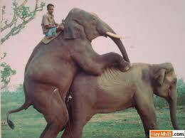 hình ảnh hài hước new chapter 4 15