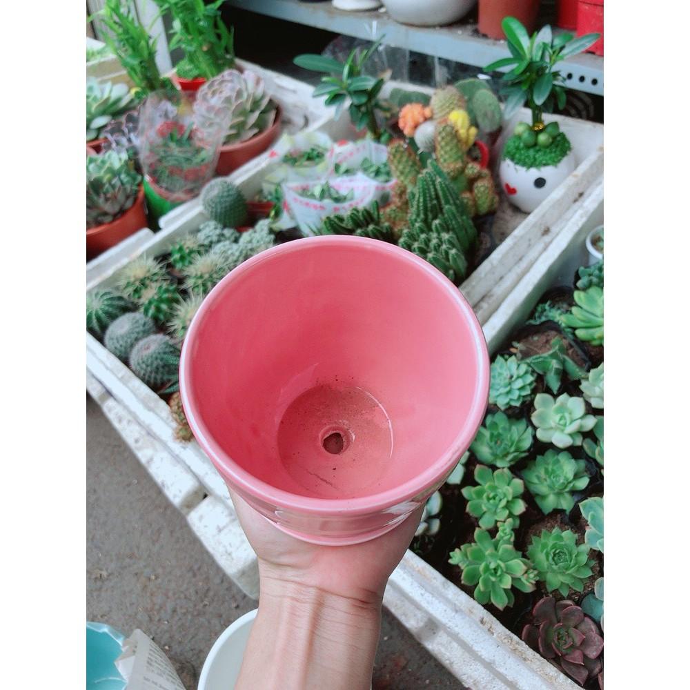 Chậu kiểu hồng có dĩa lót