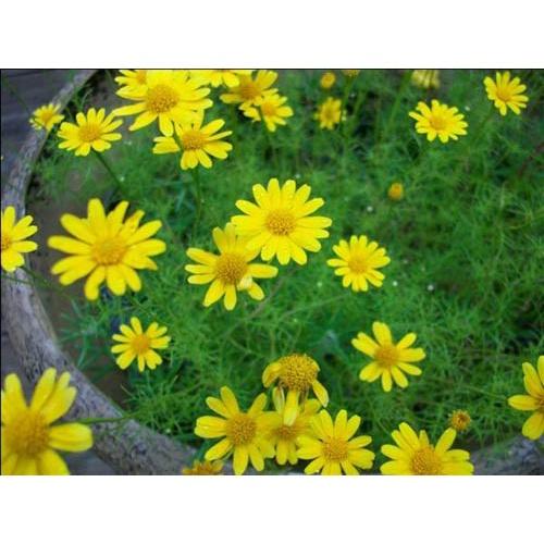 Hạt giống hoa cúc sao băng dể trồng f1-gói 30 hạt-HGNN